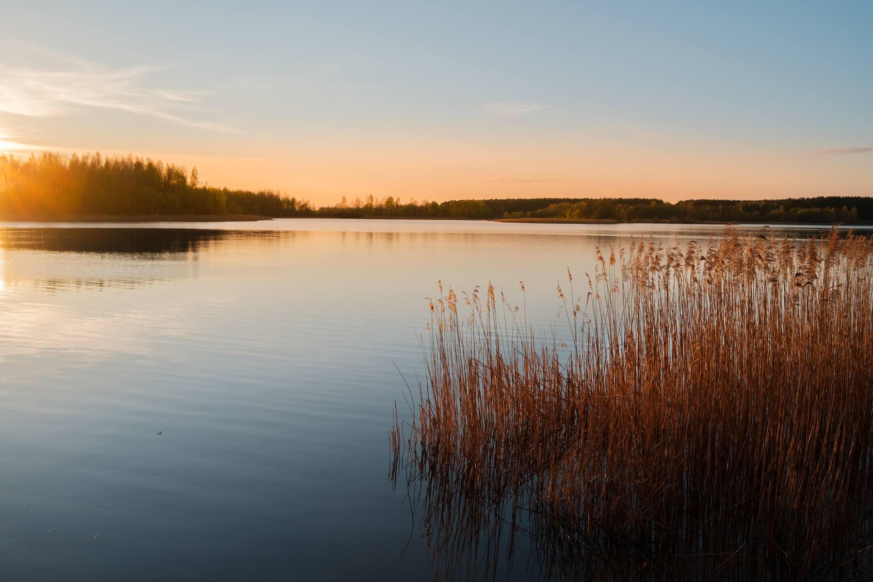 A Minnesota lake and marsh at dawn, mist over still water